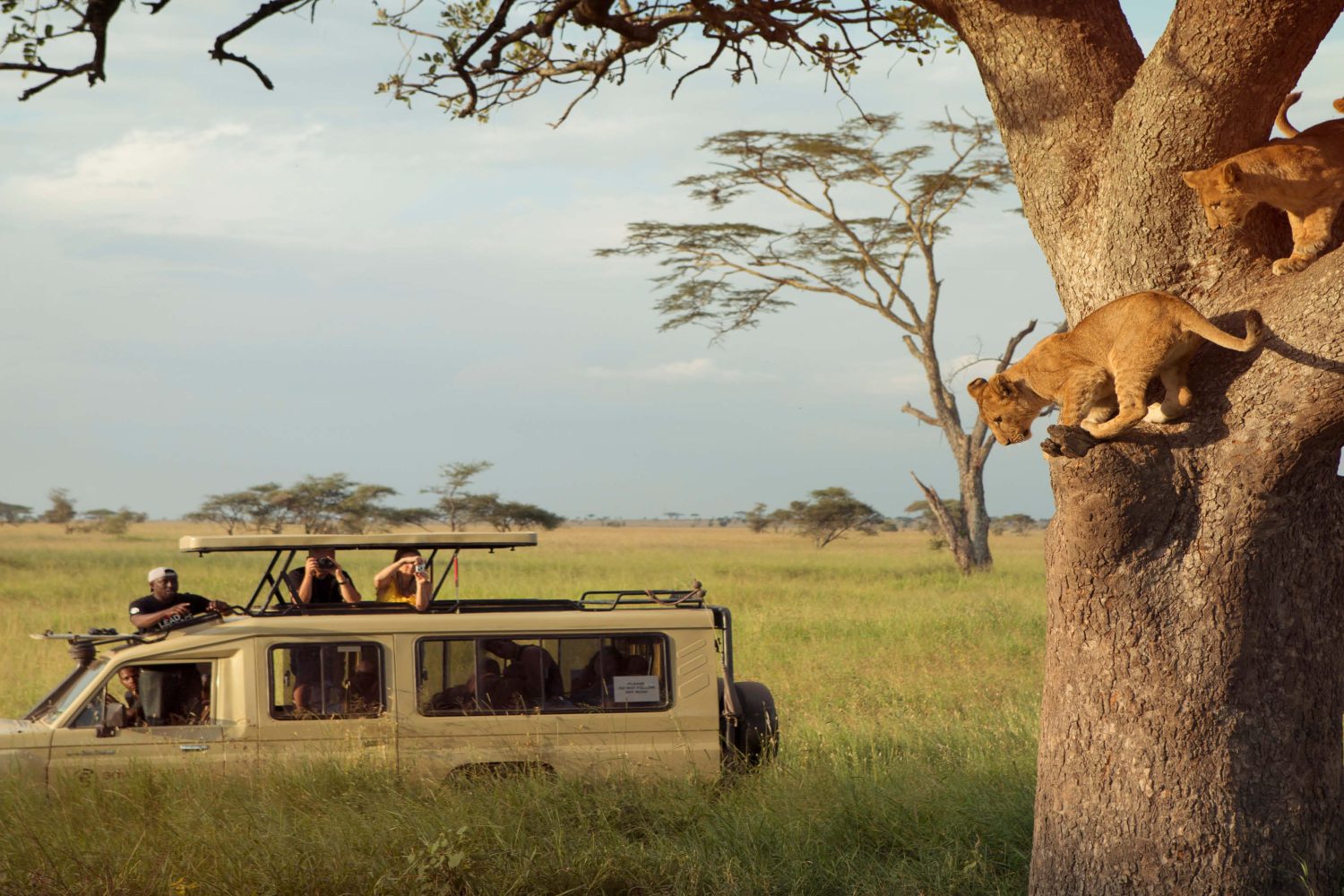 viewing_tree_climbing lions on a game drive in the serengeti national park tanzania