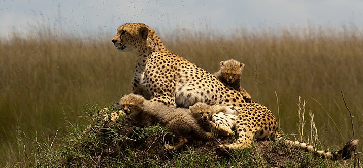 cheetah at Serengeti national park