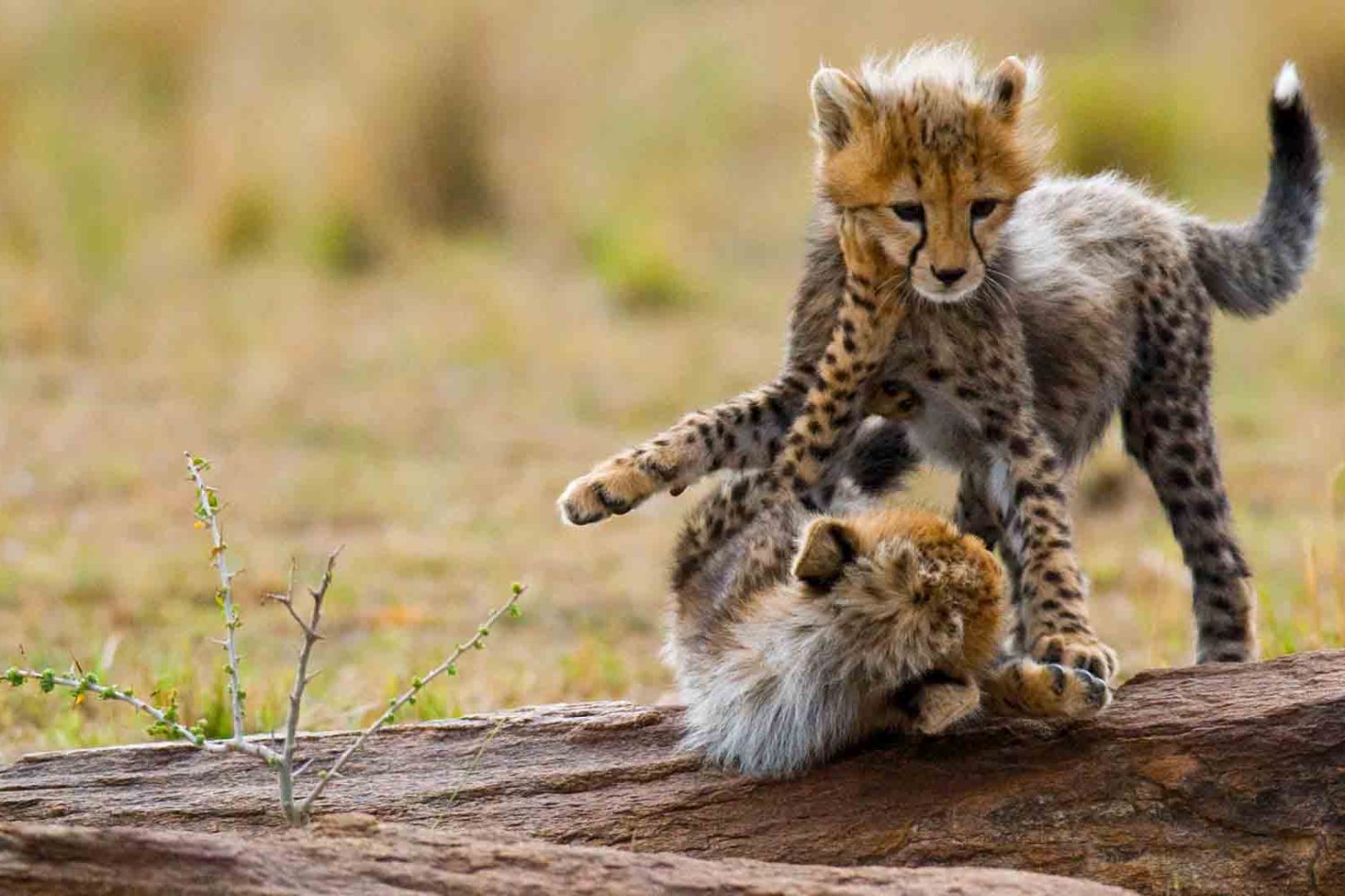 Tanzania cheetah cubs