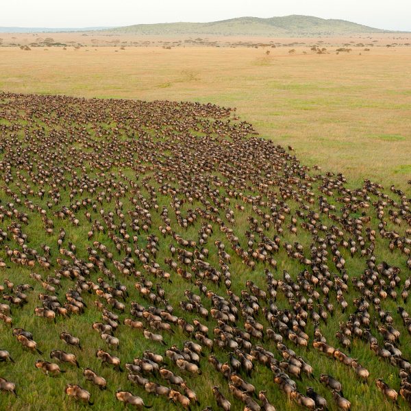 Wildebeest Migration in Serengeti National Park, Tanzania