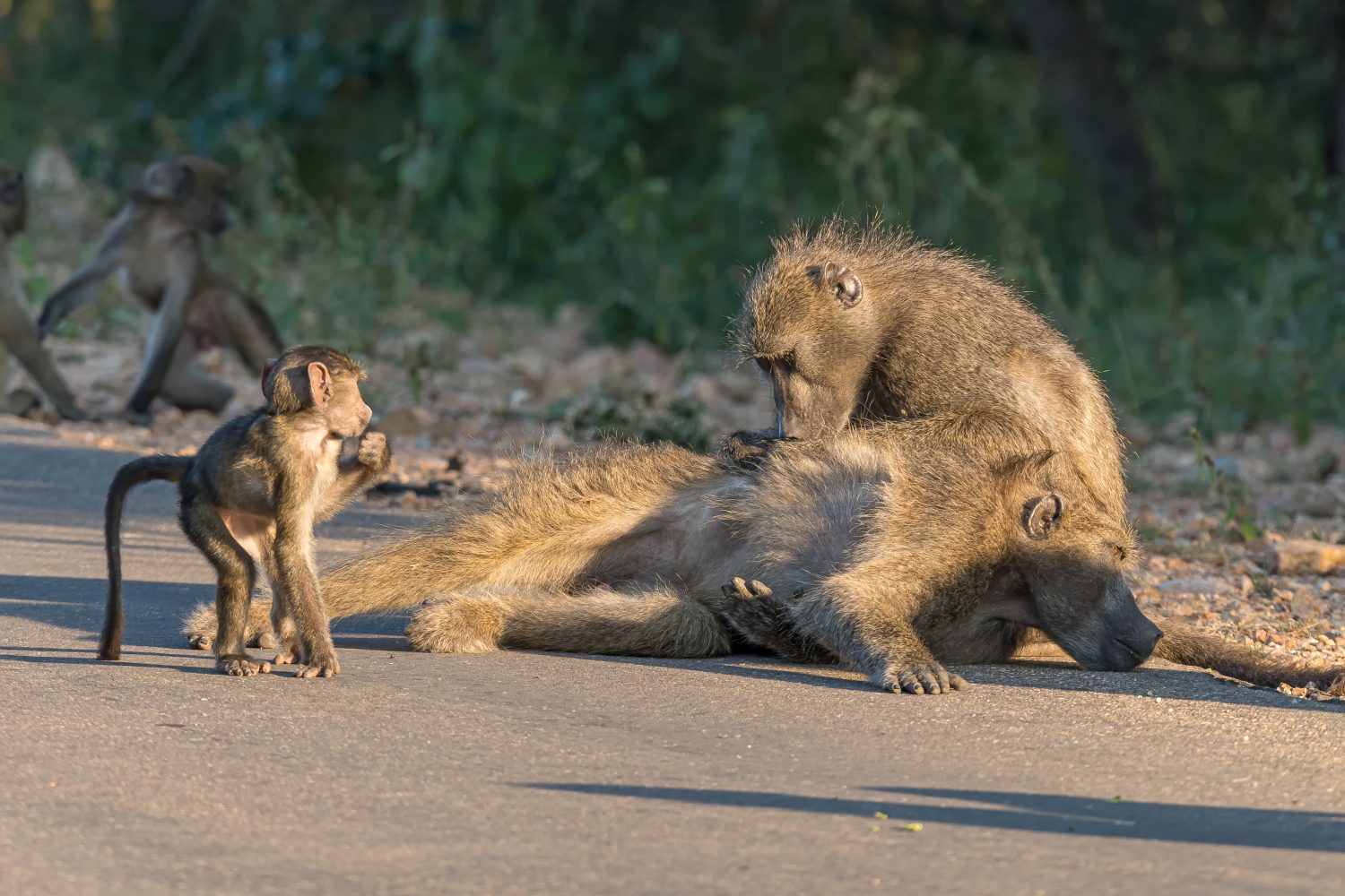 A chacma baboon grooming another baboon