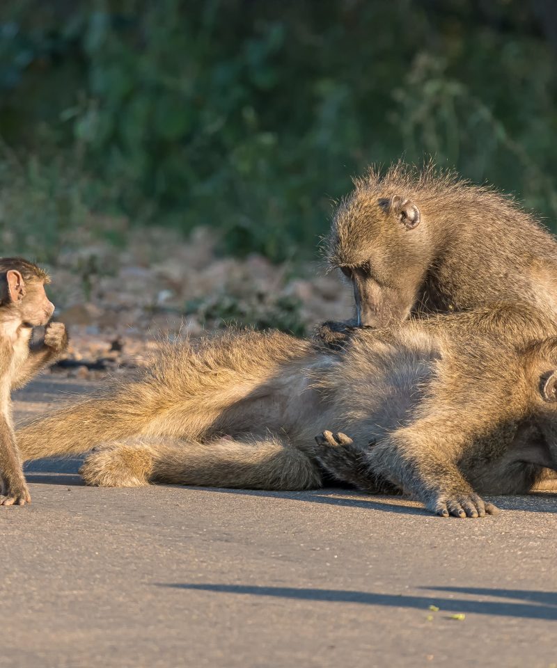 A chacma baboon grooming another baboon