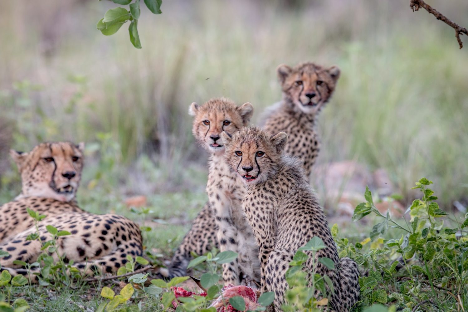 Tanzania Tours and Safaris - Cheetah cubs starring at the camera.