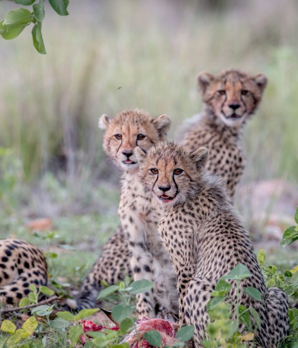 Tanzania Tours and Safaris - Cheetah cubs starring at the camera.