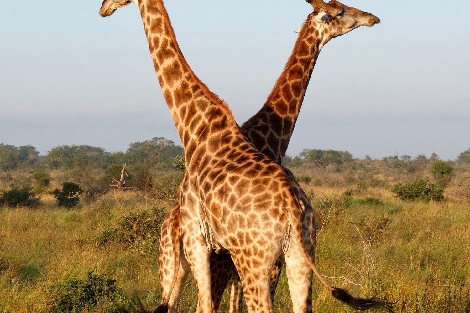 Giraffes on an African safari
