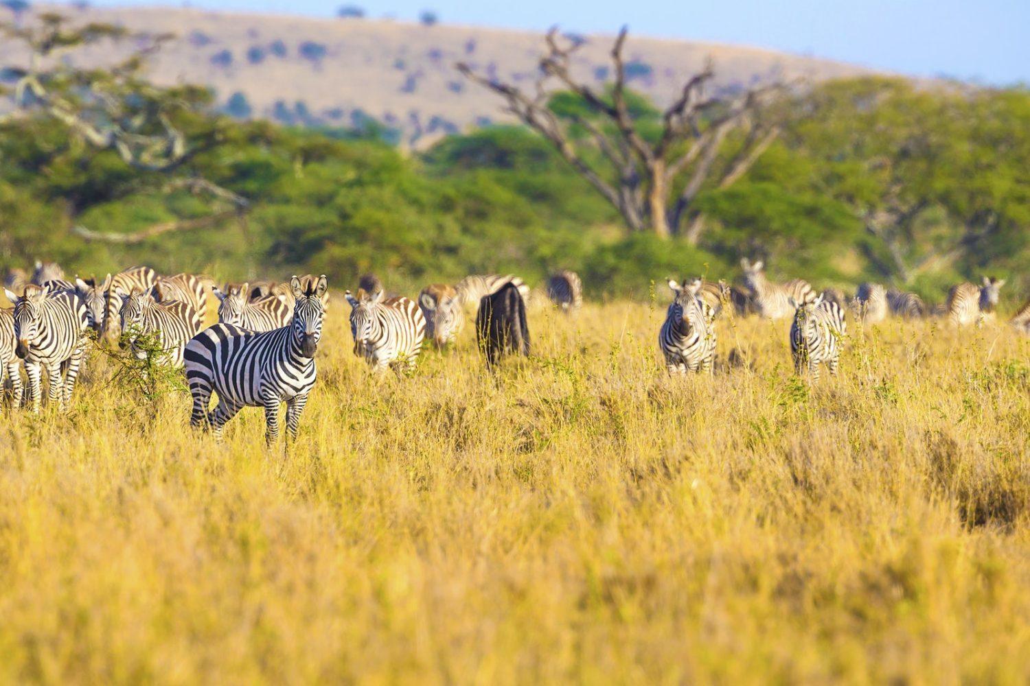 Large herd of zebras eating grass in Serengeti Africa