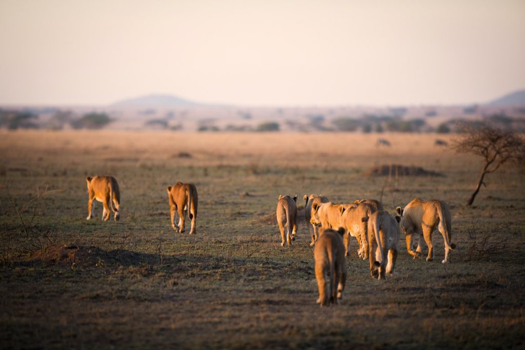 Lion pride in Serengeti. Best Tanzania Safari Tours & Adventures