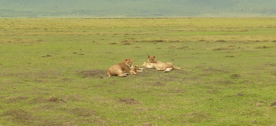 lions cubs ngorongoro tanzania