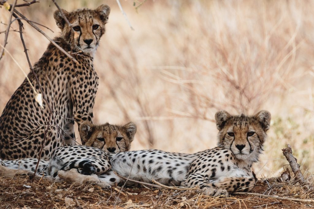 Three cheetah cubs resting under a bush tree. Best Tanzania Safari Tours & Adventures