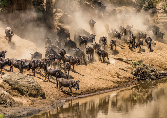 the Great Migration river crossing in Serengeti