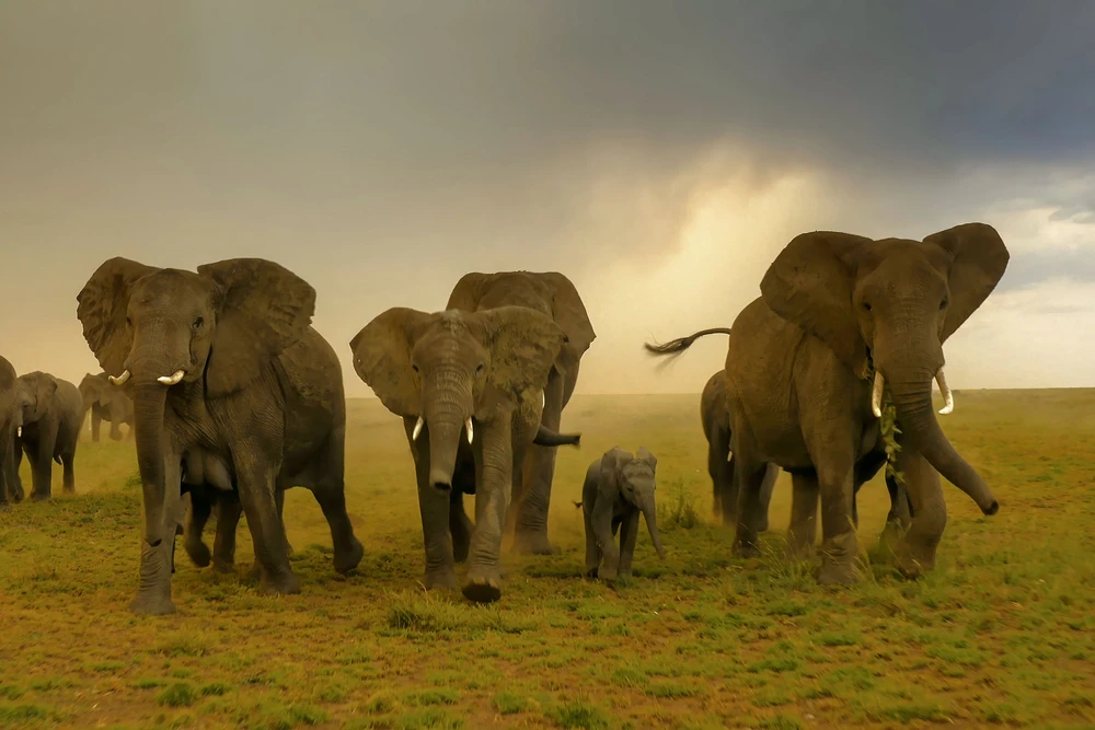Elephants.-Serengeti-III-a9eea25.webp