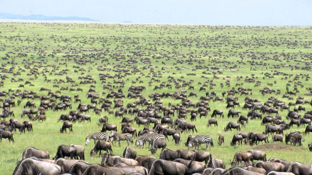 Large herd of Wildebeests x