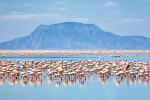 Lake Natron and Ol doinyo Lengai with Lesser Flamingos