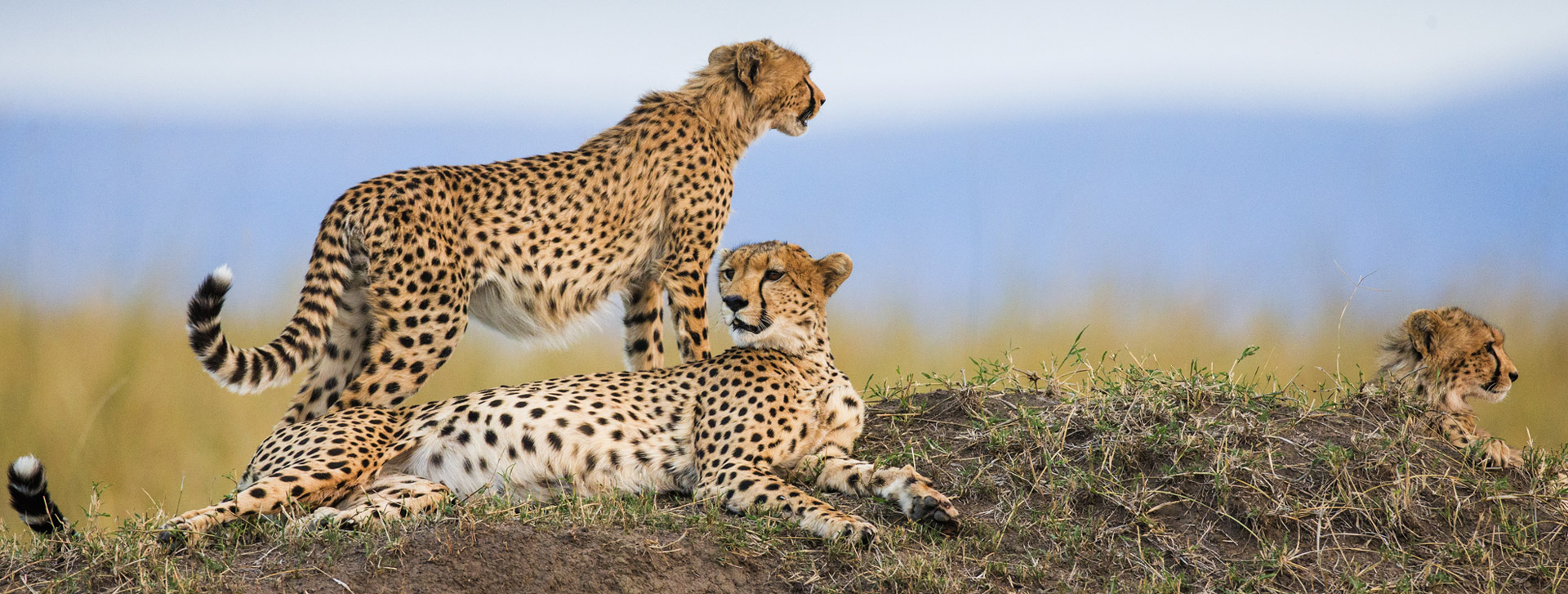 Serengeti is home to the Big Five
