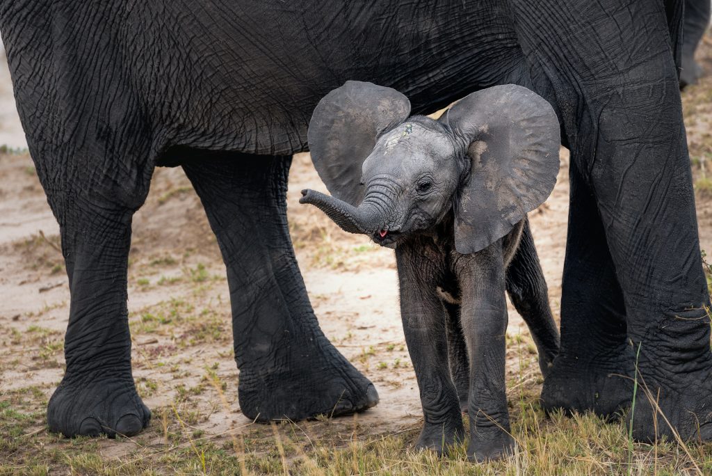 Elephants in Tarangire - Tanzania Best Safaris with Safari Nuggets
