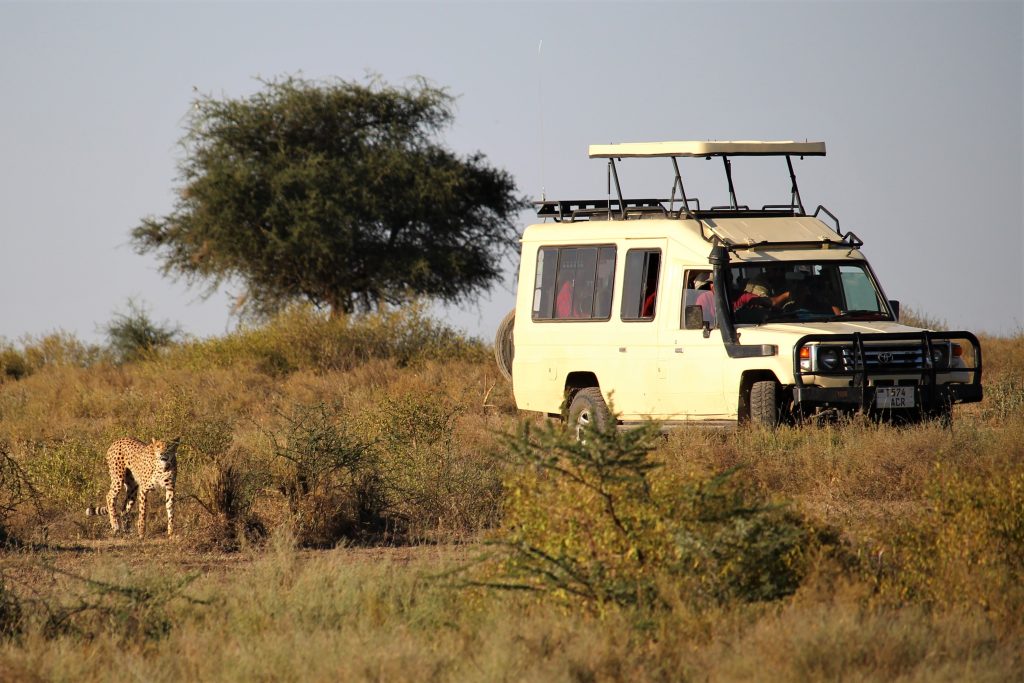 Best Time to Visit Tanzania for Safari