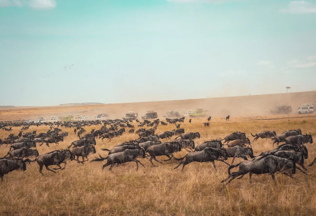 the Great Migration in Serengeti
