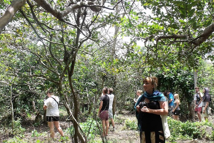 Jozani Forest Nature Walk Zanzibar