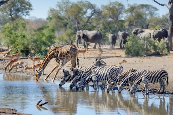 South Africa Safari