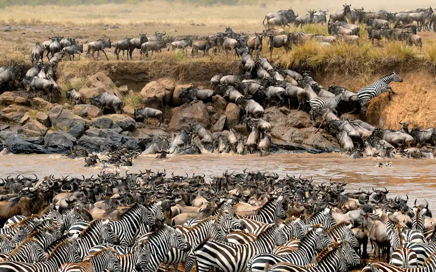 Que se passe-t-il pendant la grande migration des gnous dans le Serengeti ?