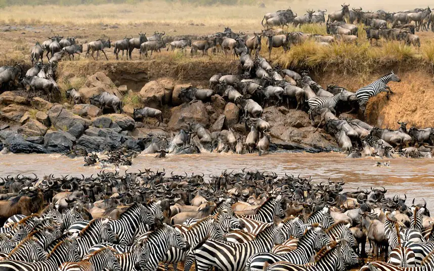 Was geschieht während der Großen Gnu-Wanderung in der Serengeti?