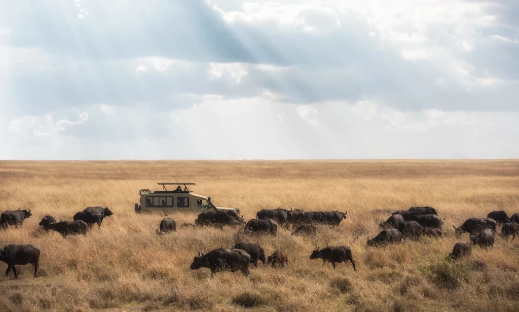 Die beste Zeit für eine Safari in Tansania