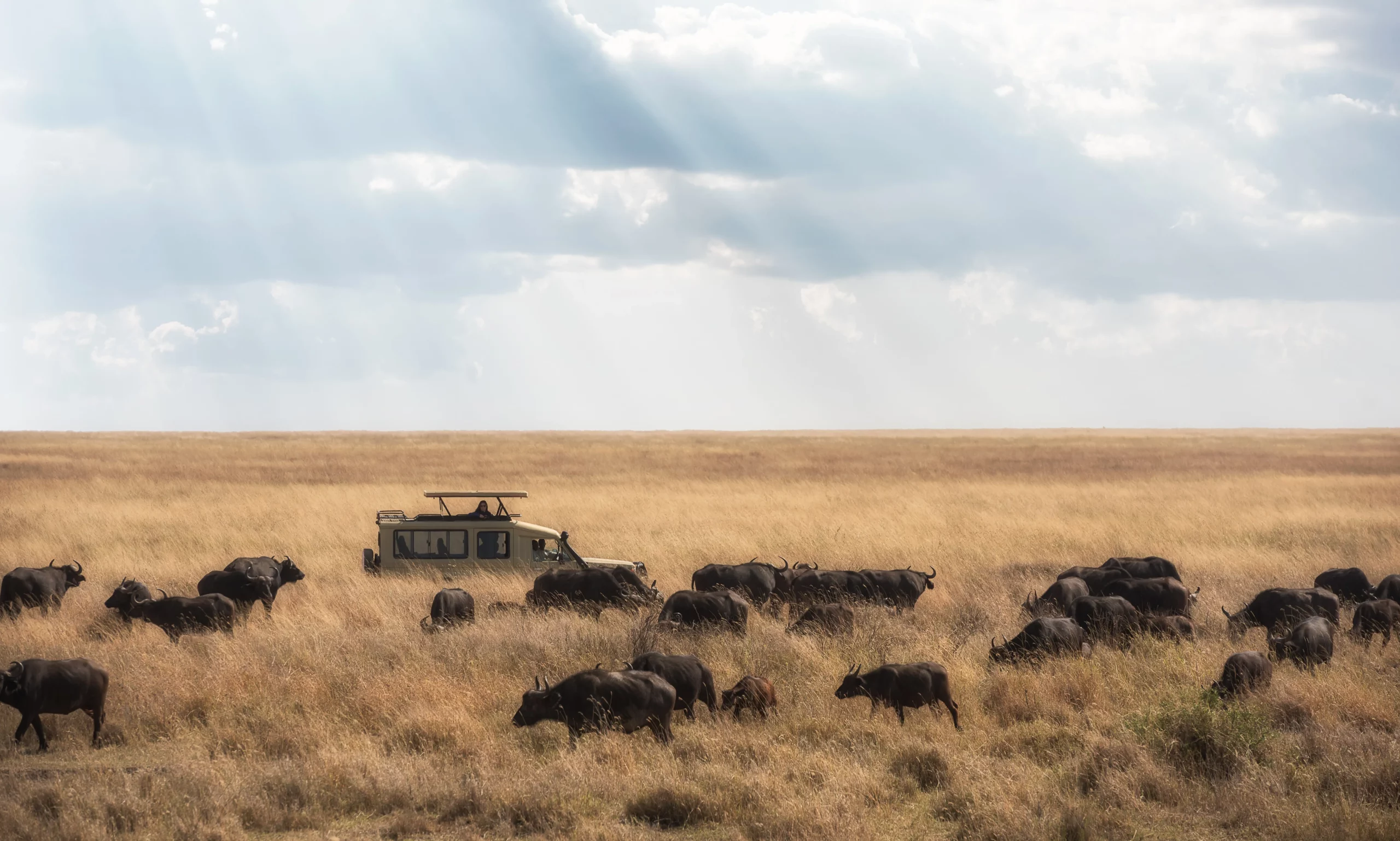 Il periodo migliore per visitare la Tanzania per un'avventura safari