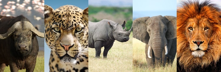 The Big Five animals in Tanzania-Reasons Why Tanzania Is the Best Safari Country