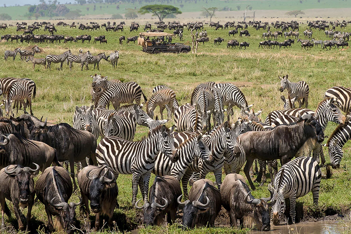 What Happens During the Great Wildebeest Migration in Serengeti?