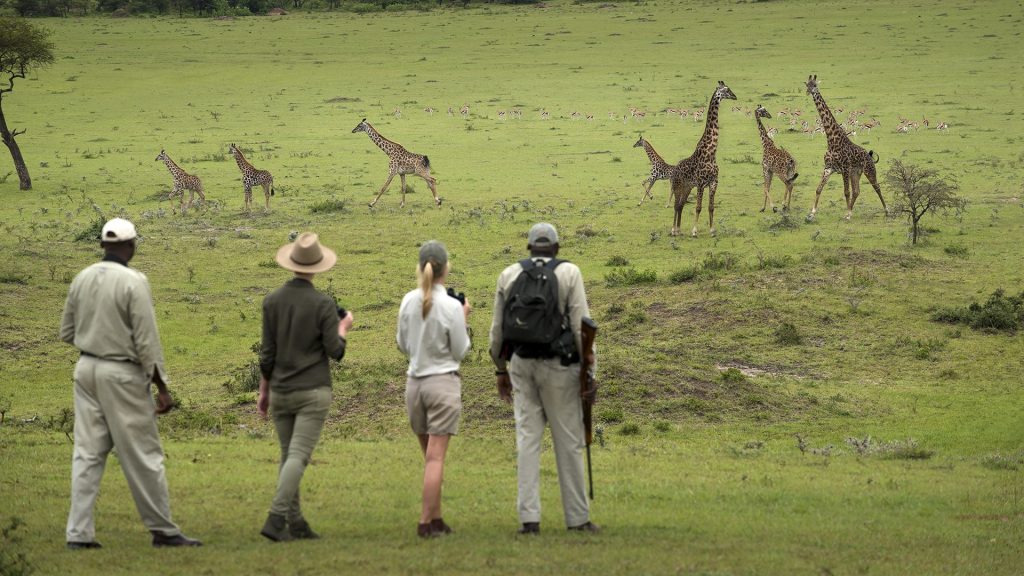 Safari Activities