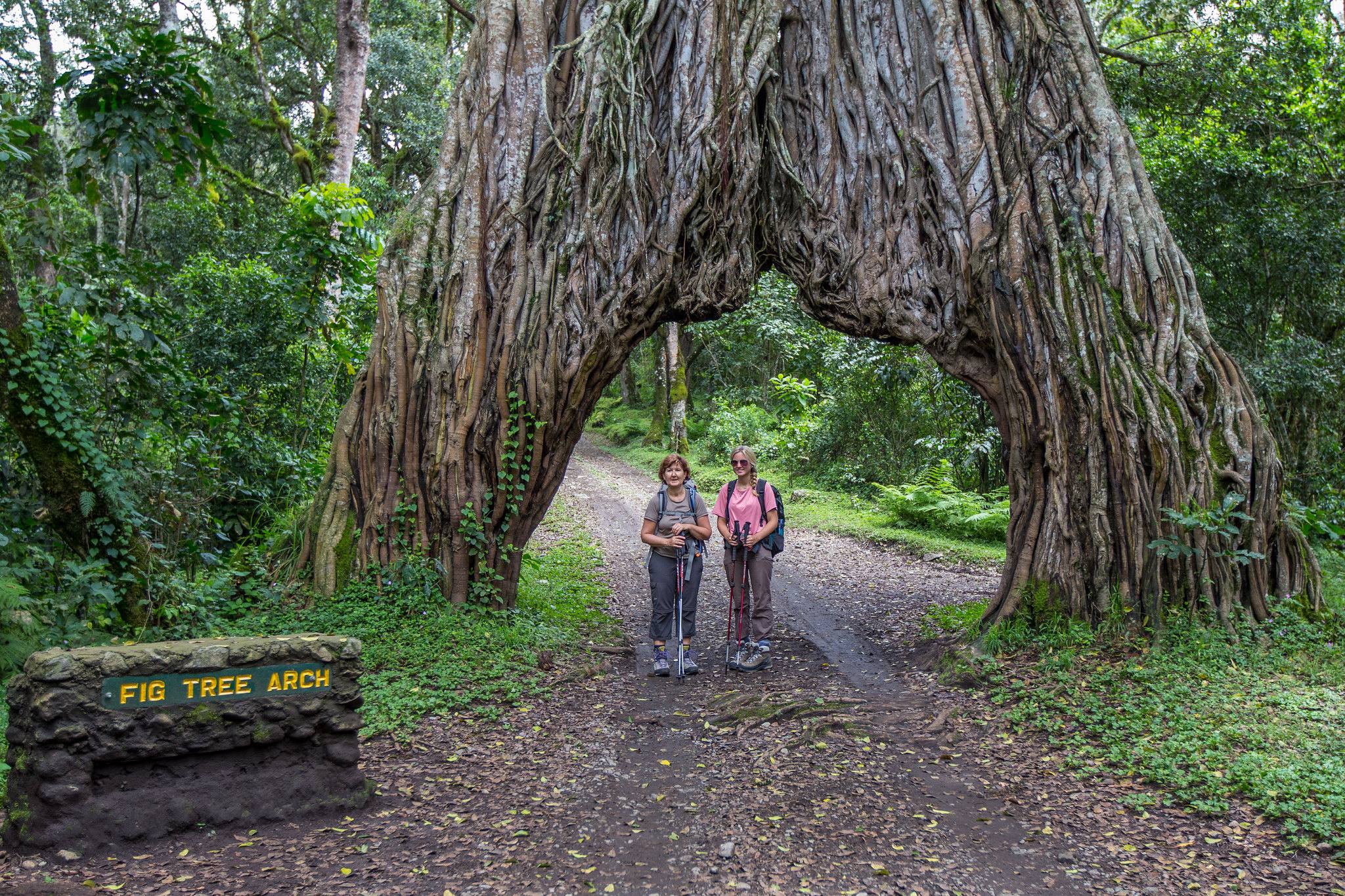 Fig Tree - Walking Safari Arusha National Park
