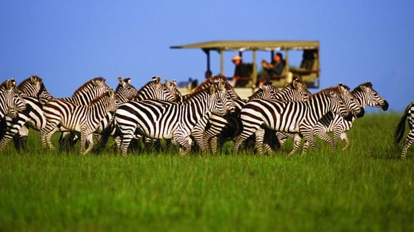 Tanzania Safari en Zanzibar voor huwelijksreis vakantie
