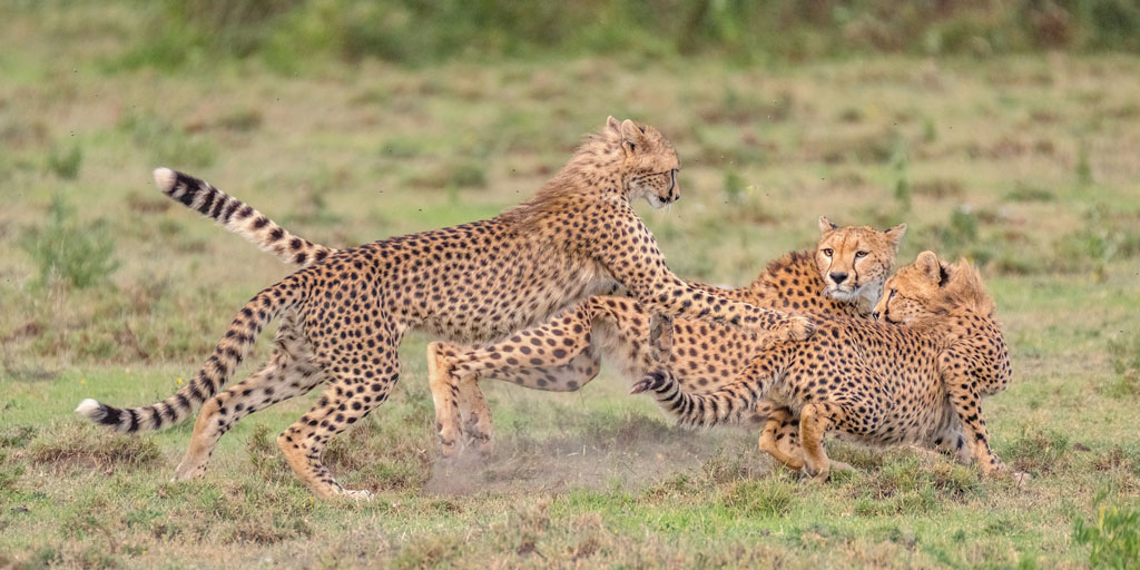 Serengeti Photographic Safari: Capturing the Wild Beauty