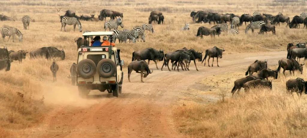 De Beste Tijd voor een Safari in Tanzania