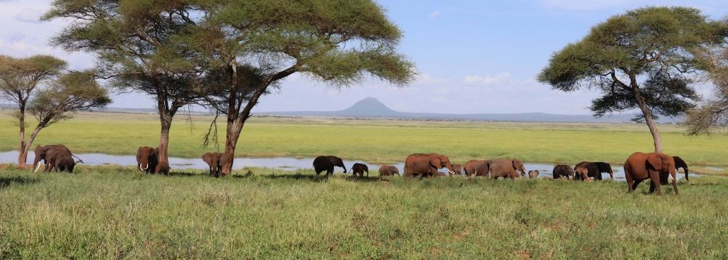 De Beste Tijd voor een Safari in Tanzania