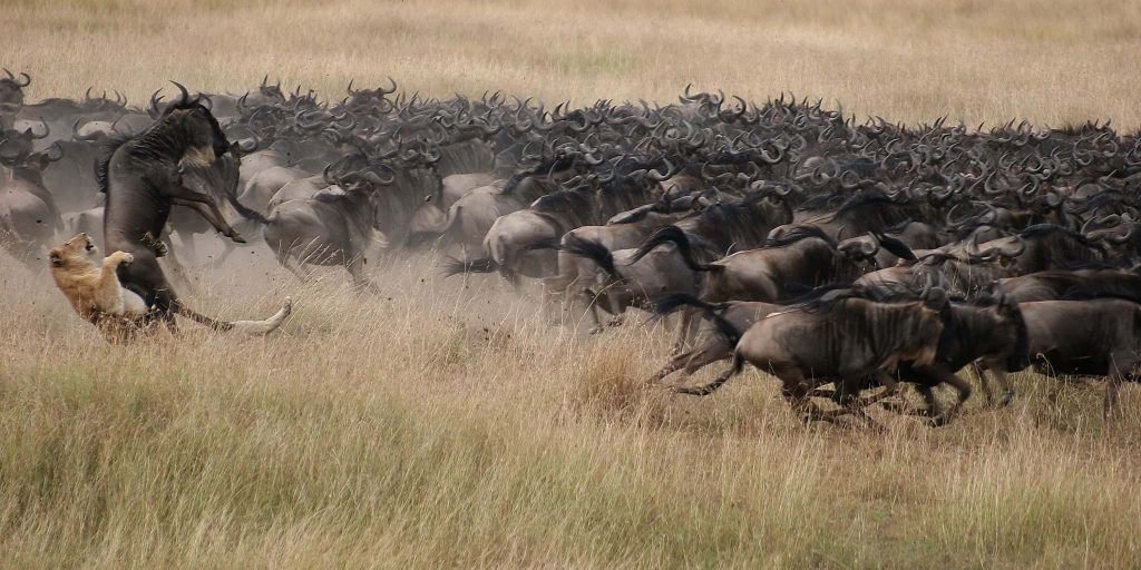 What is the best time to see the great wildebeest migration in the Serengeti?