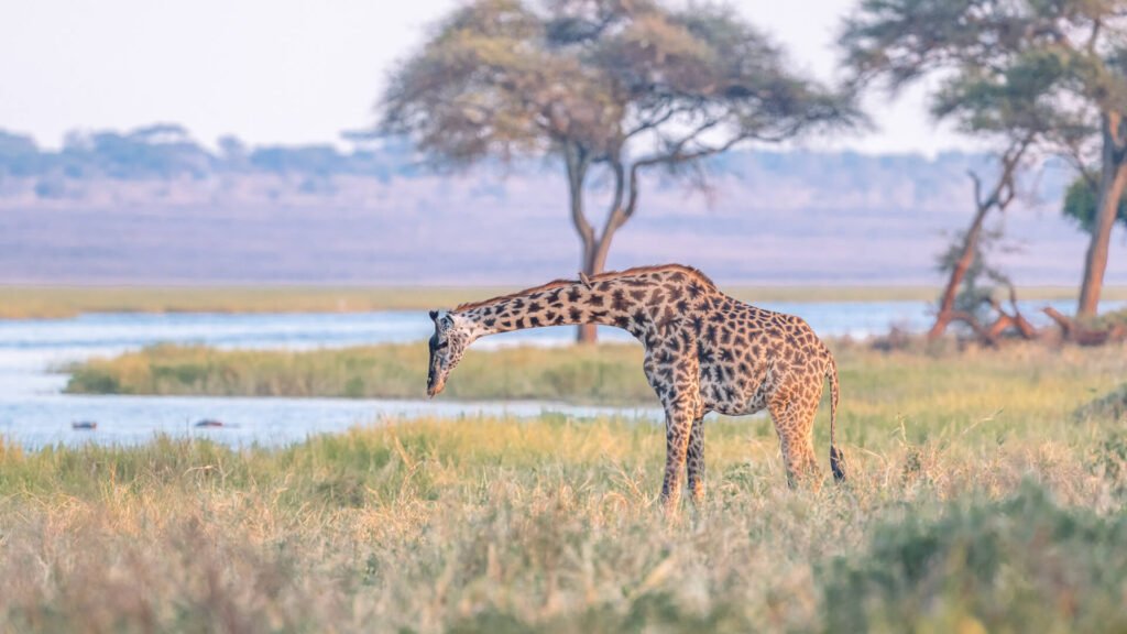 15 Days of Kilimanjaro Trekking on Lemosho Route and Safari to Renown Parks