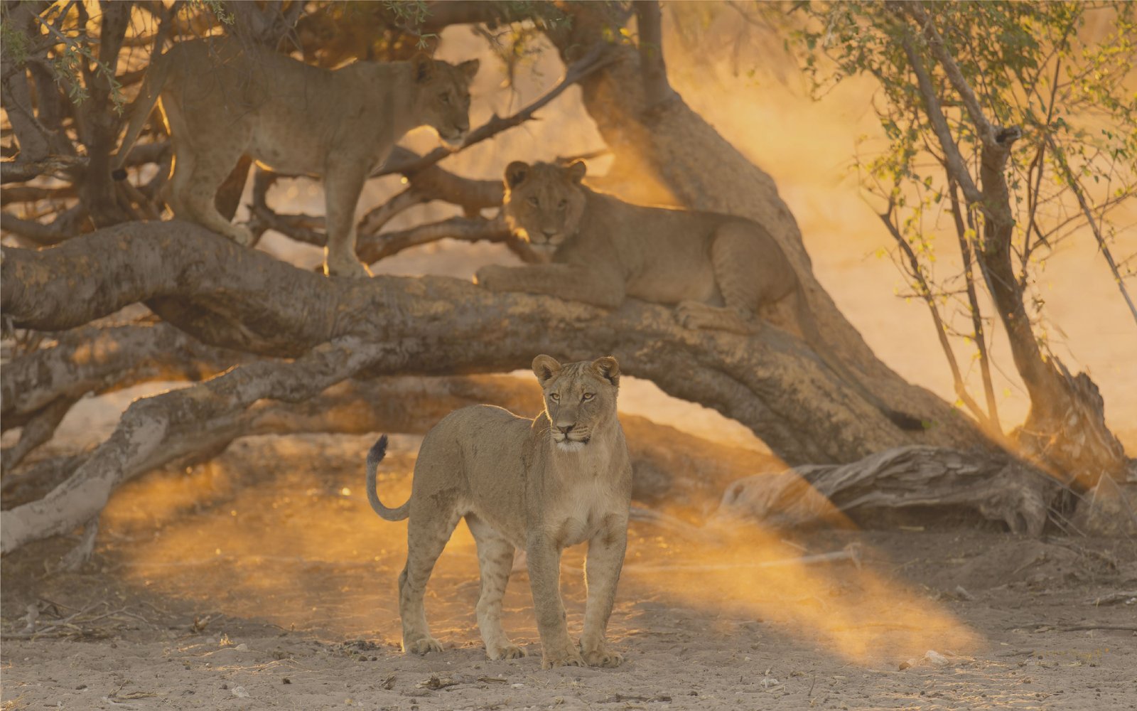 21 Days of Kilimanjaro Adventure, Wildlife & Tropical Relaxation