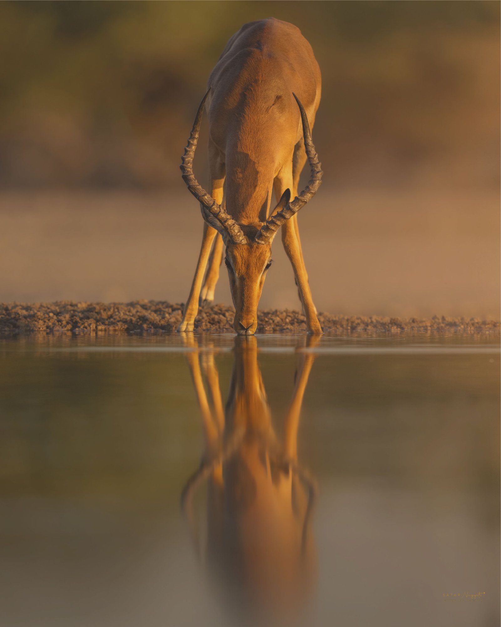 14 Day - Bespoke Tanzania Safari & Zanzibar All-Inclusive Stay