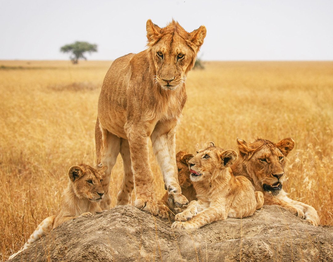 Tanzania Safari Adventure