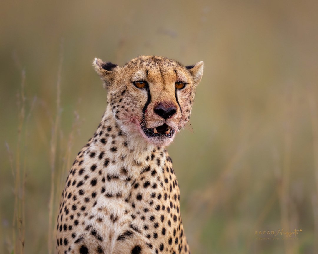 Ultimate Tanzania Honeymoon