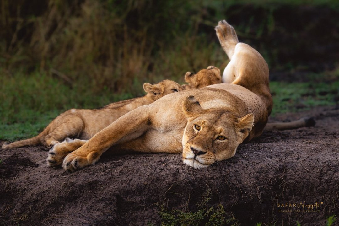 Tanzania Signature Luxury Safari