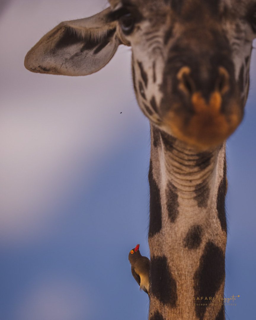 18 Days – Ultimate East Africa’s Highlights - Gorillas, Big Five Safaris & Indian Ocean Relaxation