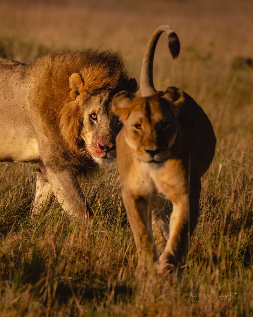Tanzania Discovery Safari