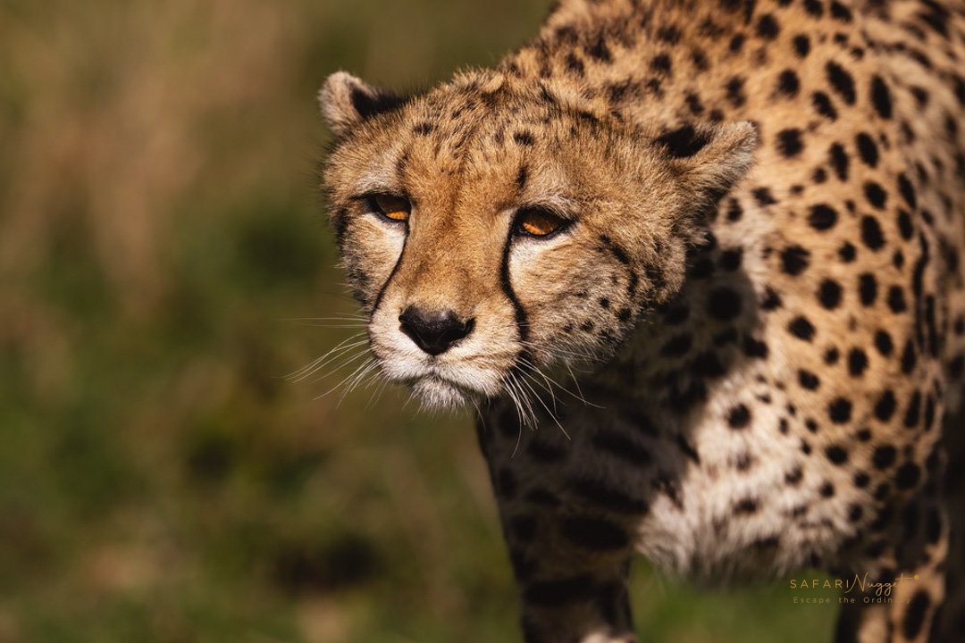 12 Days Cross-Boarder Safari : Kenya & Tanzania Safari