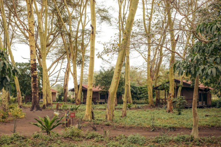 154_migunga3_53359352028_o