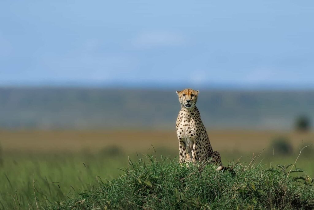 Masai Mara National Reserve