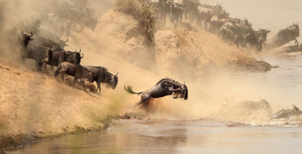 Great Migration Mara River Crossing Safari