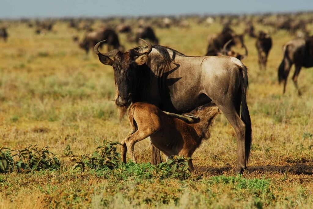 Great Migration Calving Season Safari