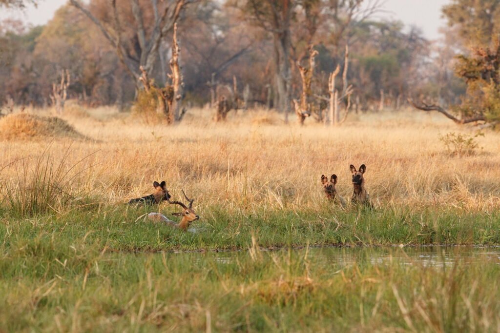 Mkomazi National Park